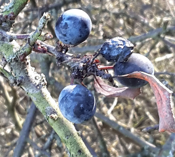 Herbst-Wanderung